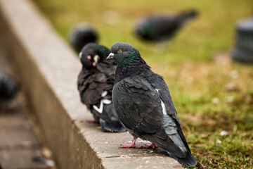 City doves or City pigeons crowd streets and public squares.