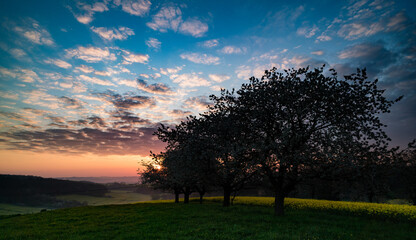 Fototapeta na wymiar Beautiful sunset sky with orchard, twilight sky background.
