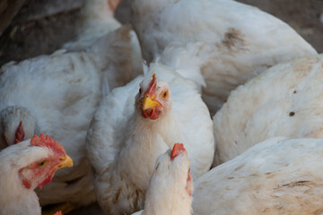 white broiler chickens in the farm yard, chickens communicate