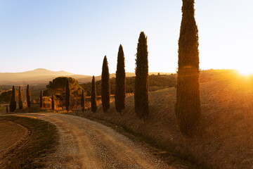 Fototapeta premium Photo of a country dirt road in Italy, with tall cypress trees, very warm sunlight at sunset. in the background hills and mountains. relaxing picture, agriculture.