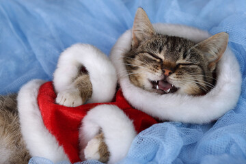 Santa Claus cat lies on a blue background. Portrait of a cat. Kitten with green eyes in a New Year's outfit resting on a blue background