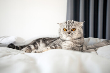 Scottish fold cat on the bed.