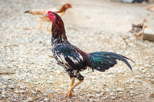 Rooster. Actions of Thai fighting roosters on natural background. beautiful rooster on nature background

