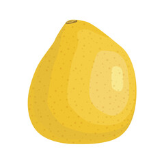 Pomelo icon vector illustration in flat design