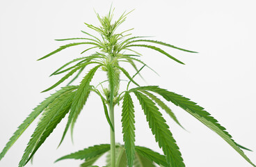 Cannabis marijuana plant leaf  on white background