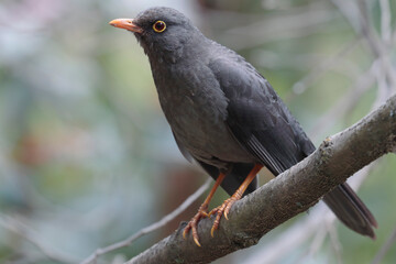 GREAT THRUSH (Turdus fuscater) standing on branch in the forest
