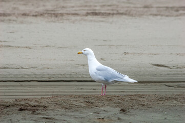 Glaucous Gull (Larus hyperboreus) in Barents Sea coastal area, Russia