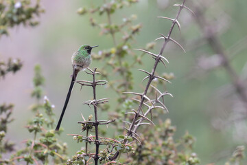 GREEN-TAILED TRAINBEARER (Lesbia nuna), beautiful specimen of a variety of hummingbird...