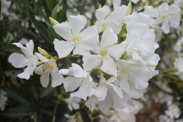 Flores Blancas de Verano (Chile)