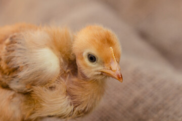 cute red chicken on burlap background, farming