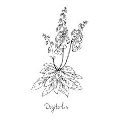 Medicinal plant, foxglove. Vector illustration. © Oksava