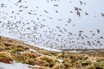 Colony of the Least Auklet (Aethia pusilla) in early spring at St. George Island, Pribilof Islands, Alaska, USA