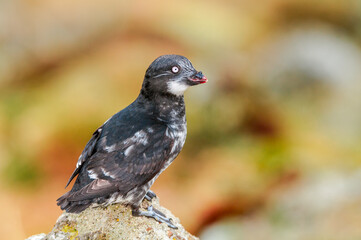 Least Auklet (Aethia pusilla) at colony in St. George Island, Pribilof Islands, Alaska, USA