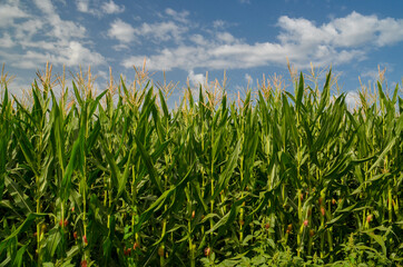 corns corn field background blue sky clouds green