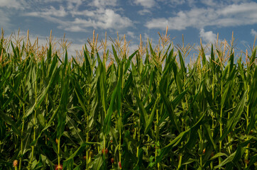 corns corn field background blue sky clouds green