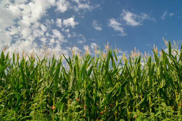 corns corn field background blue sky clouds green