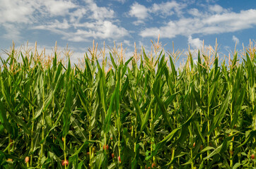 corns corn field background blue sky clouds green