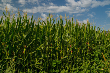 corns corn field background blue sky clouds green