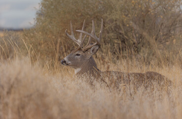 Obraz premium Whitetail Deer Buck in the Rut in Autumn in Colorado
