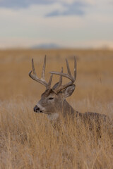 Whitetail Deer Buck in the Rut in Autumn in Colorado