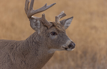 Whitetail Deer Buck in the Rut in Autumn in Colorado