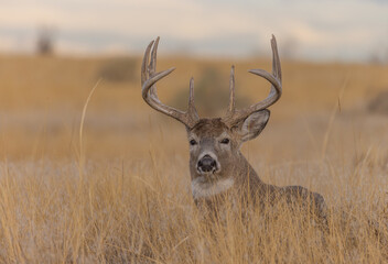 Naklejka na ściany i meble Whitetail Deer Buck in the Rut in Autumn in Colorado