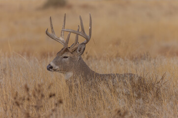 Whitetail Deer Buck in the Rut in Autumn in Colorado