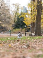 squirrel 