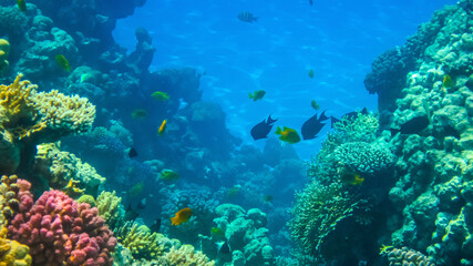 Fototapeta na wymiar Corals and fishes in the Red Sea. Beautifiul underwater panoramic view with tropical fish and coral reefs