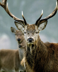 The red deer is one of the largest deer species. A male red deer is called a stag or hart, and a...