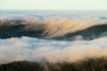 Nebelwolken im Schwarzwald