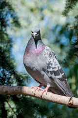 Rock Dove (Columba livia) in park, Moscow, Russia