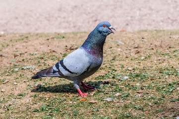 Rock Dove (Columba livia) in park, Moscow, Russia