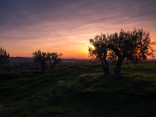 Fototapeta na wymiar Sunrise And Olive Tree