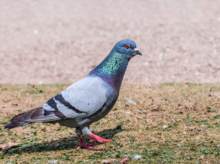 Rock Dove (Columba livia) in park, Moscow, Russia