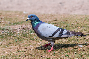 Rock Dove (Columba livia) in park, Moscow, Russia