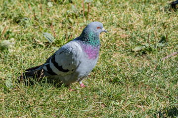 Rock Dove (Columba livia) in park, Moscow, Russia