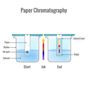 Paper chromatography analytical method for the separation of a mixture into its individual components