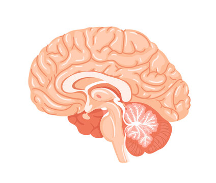 Human brain, anatomical illustration in cartoon style