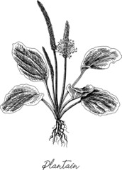 Plantago lanceolata - hoary plantain. Sketchy hand-drawn vector illustration.