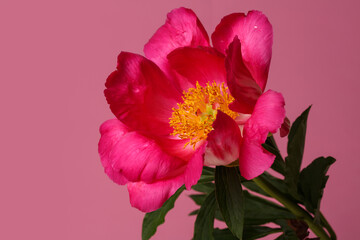 Peony flower with magenta petals and a yellow center isolated on a pink background.