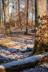 sous bois recouvert d'une légère couche de neige