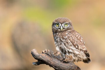 Little owl Athene noctua, in the habitat beautiful background
