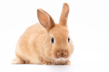 Red-brown cute young rabbit isolated on white background. Lovely young rabbit sitting.