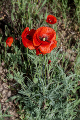 Common Poppy (Papaver rhoeas) in coastal hills, Crimea