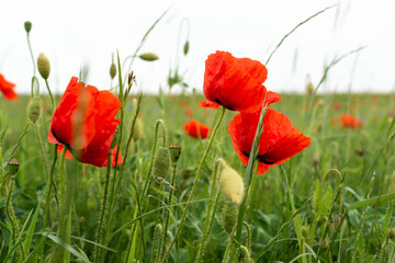 mohnfeld nahaufnahme