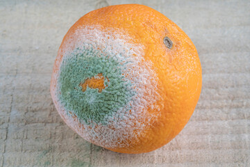 closeup rotten and moldy orange fruit on wooden table