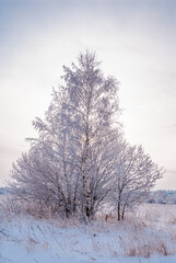 Obraz na płótnie Canvas Hoarfrosty trees, Moscow region, Russia