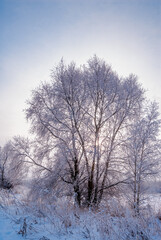 Fototapeta na wymiar Hoarfrosty trees, Moscow region, Russia
