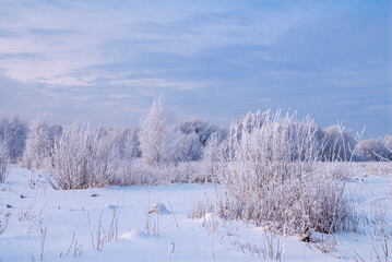 Hoarfrosty trees, Moscow region, Russia